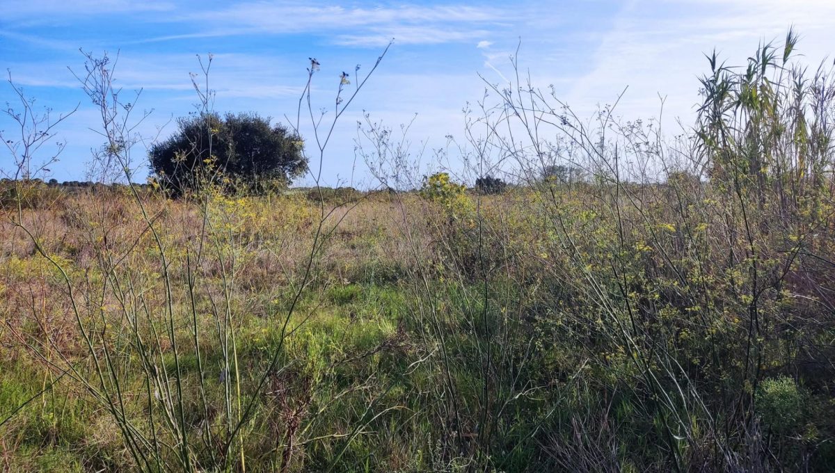 225242172_9f8b3c7ec1ff789506d04eed7a491bef