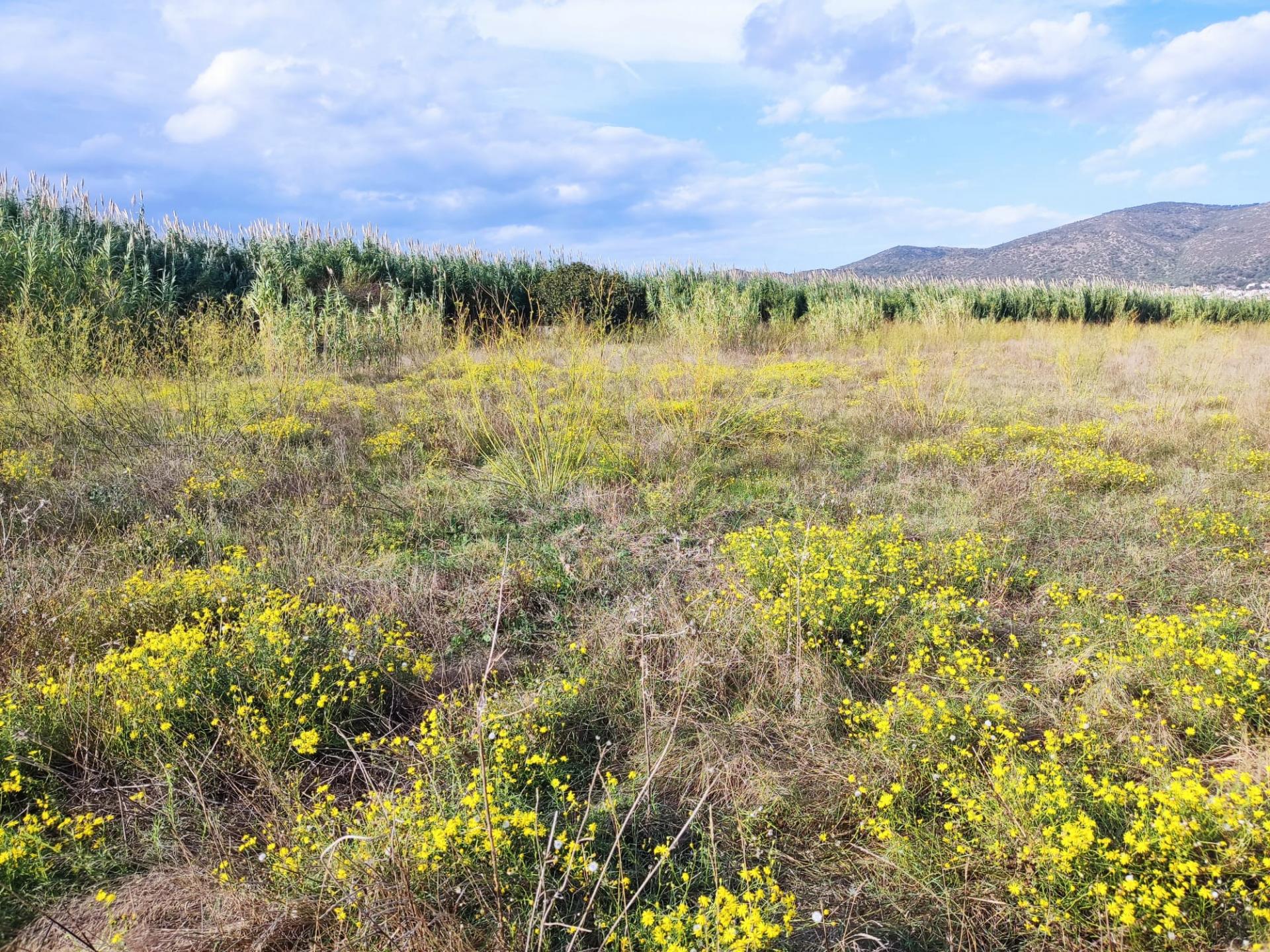 Terreny a Torroella de Fluvià.