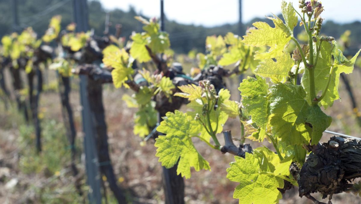 139842702_56e4234cc4a1b54fe9afb5fd73f37ecb